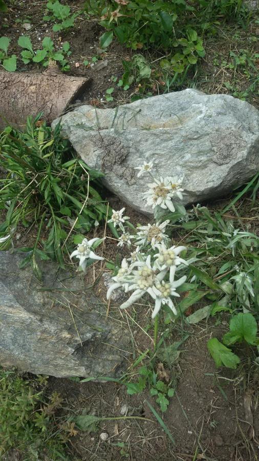Rifugio Stella Alpina Hotell Saviore dell'Adamello Exteriör bild